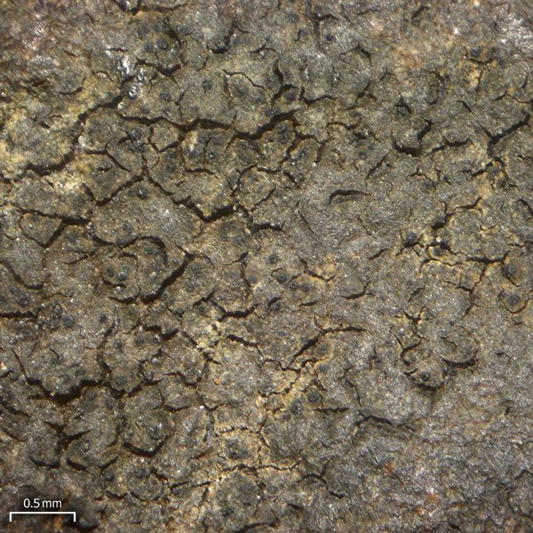 Pyrenocollema prospersellum