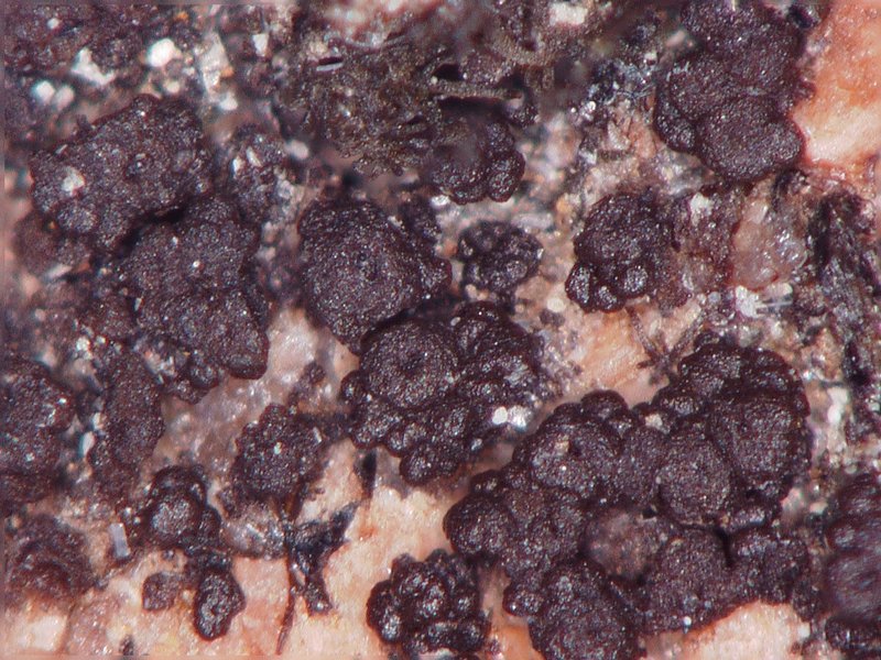 Pyrenopsis phaeococca