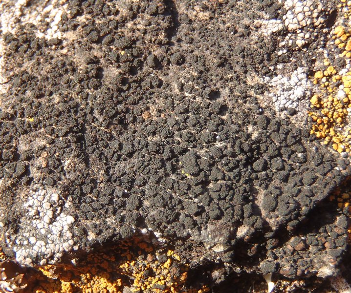 Pyrenopsis subareolata