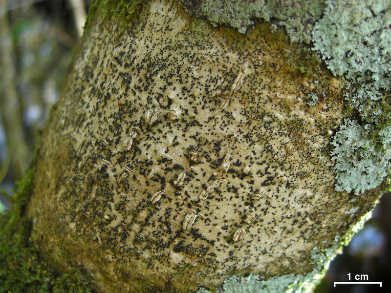 Pyrenula aspistea