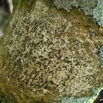 Pyrenula aspistea