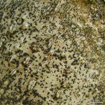 Pyrenula aspistea