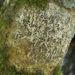 Pyrenula aspistea