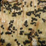 Pyrenula aspistea