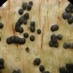 Pyrenula aspistea