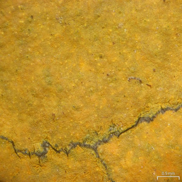 Pyrenula cerina