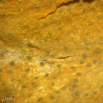Pyrenula cerina