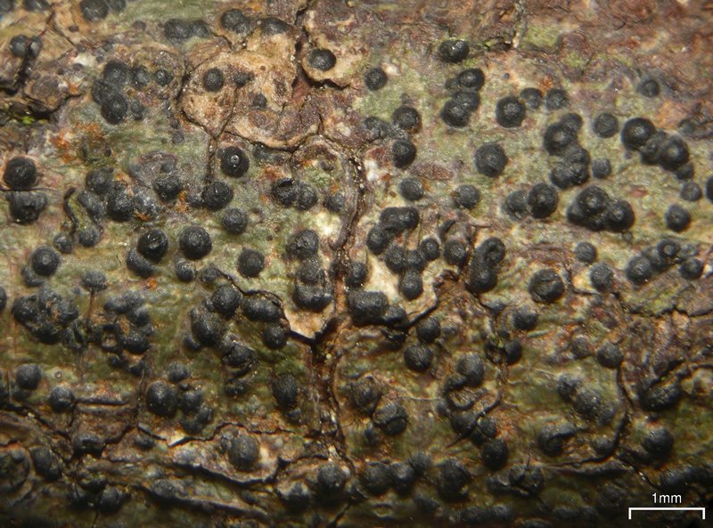 Pyrenula citriformis