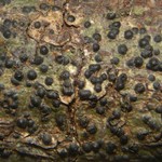 Pyrenula citriformis