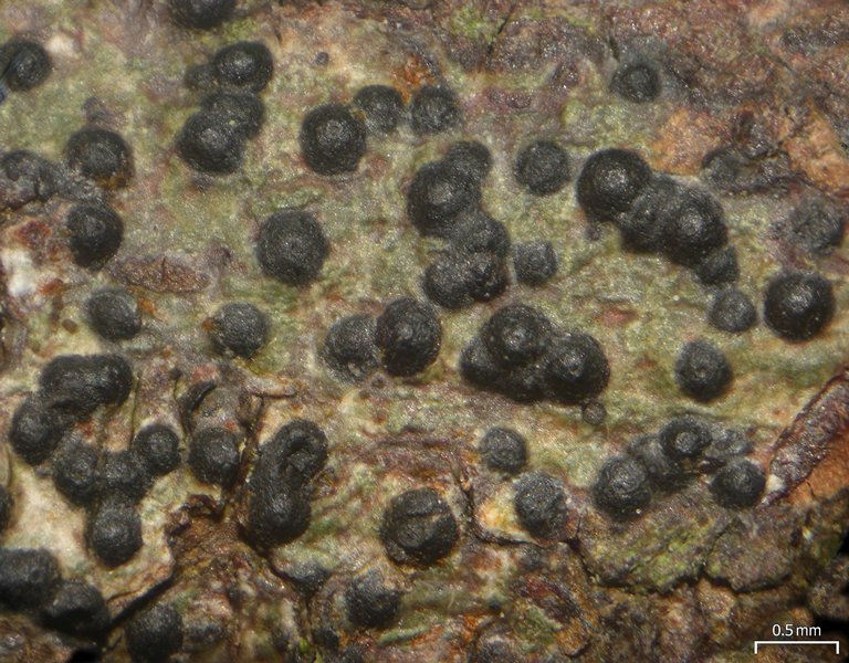 Pyrenula citriformis