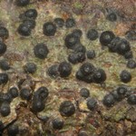 Pyrenula citriformis
