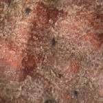 Pyrenula coryli