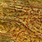 Pyrenula cruenta