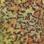 Pyrenula cruenta