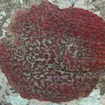 Pyrenula cruenta