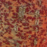 Pyrenula cruenta