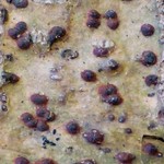 Pyrenula cruenta