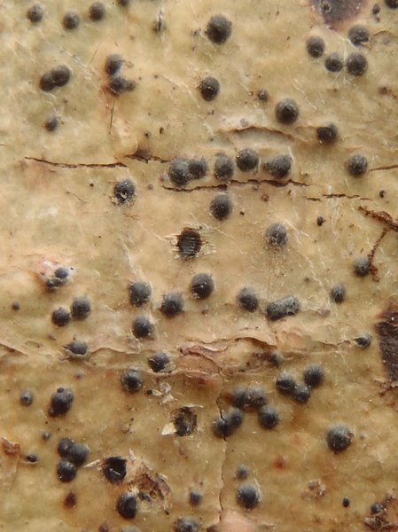 Pyrenula laevigata