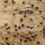 Pyrenula laevigata