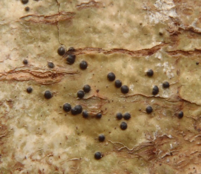 Pyrenula laevigata