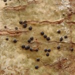 Pyrenula laevigata