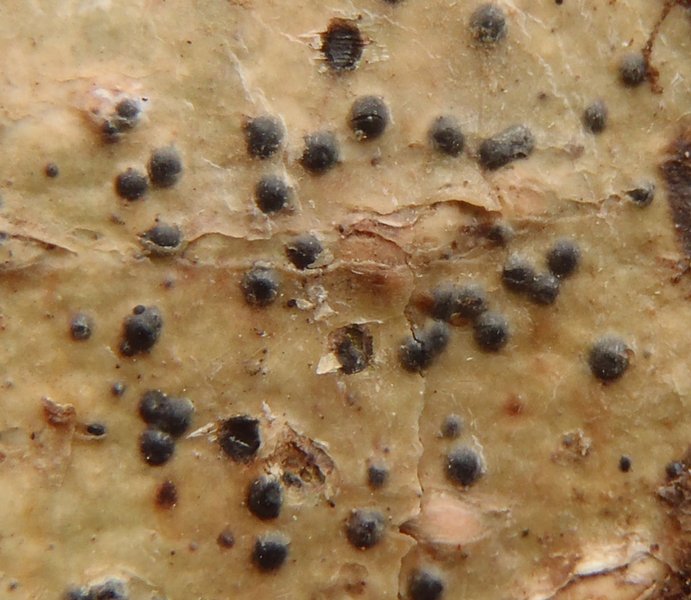 Pyrenula laevigata