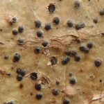 Pyrenula laevigata