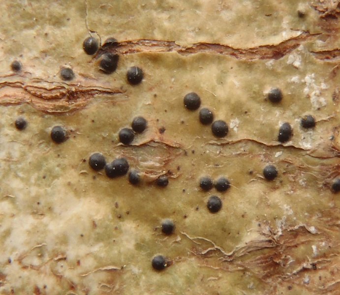 Pyrenula laevigata