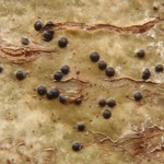 Pyrenula laevigata
