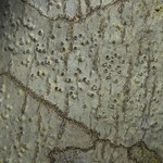 Pyrenula leucostoma
