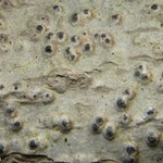 Pyrenula leucostoma