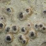 Pyrenula leucostoma