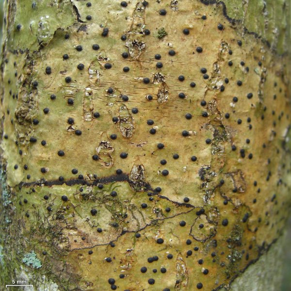 Pyrenula mamillana