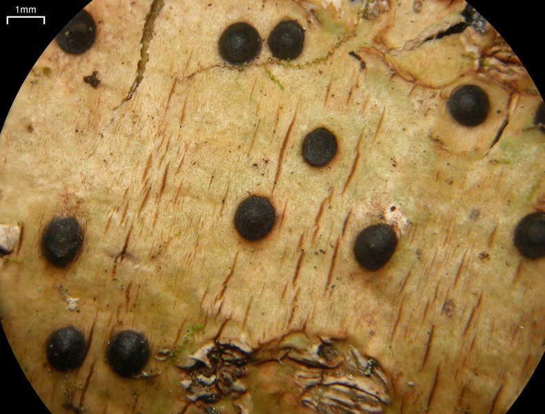 Pyrenula mamillana