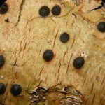 Pyrenula mamillana
