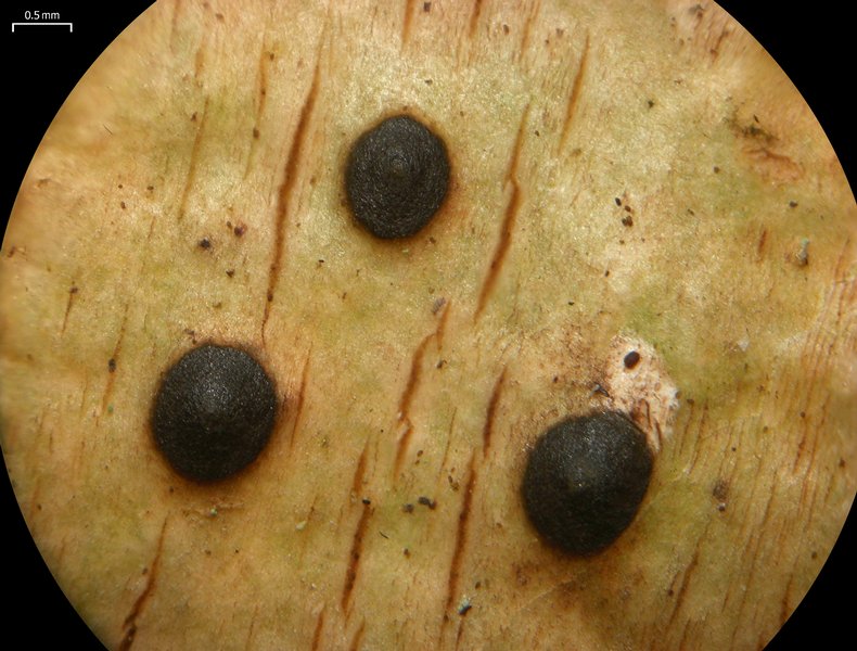 Pyrenula mamillana