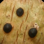 Pyrenula mamillana