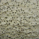 Pyrenula microcarpa