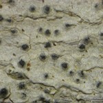 Pyrenula microcarpa