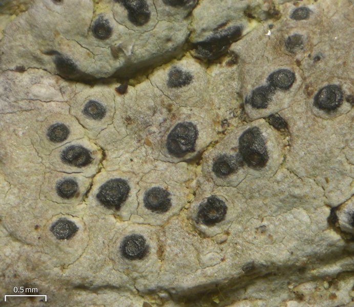 Pyrenula microcarpa