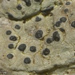 Pyrenula microcarpa