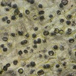 Pyrenula microcarpa