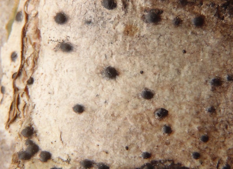 Pyrenula microtheca