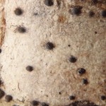 Pyrenula microtheca