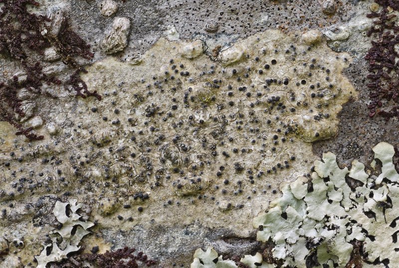 Pyrenula occidentalis
