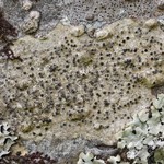 Pyrenula occidentalis