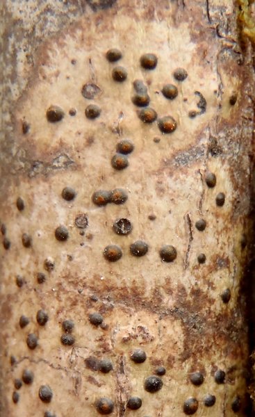 Pyrenula occidentalis