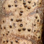 Pyrenula occidentalis