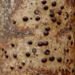 Pyrenula occidentalis