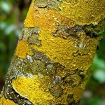 Pyrenula ochraceoflavens
